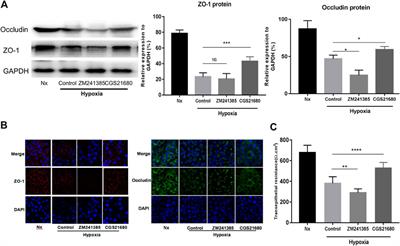 A Novel Role of A2AR in the Maintenance of Intestinal Barrier Function of Enteric Glia from Hypoxia-Induced Injury by Combining with mGluR5